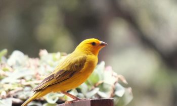 Children. Contemporary Canaries in the Coal Mine?